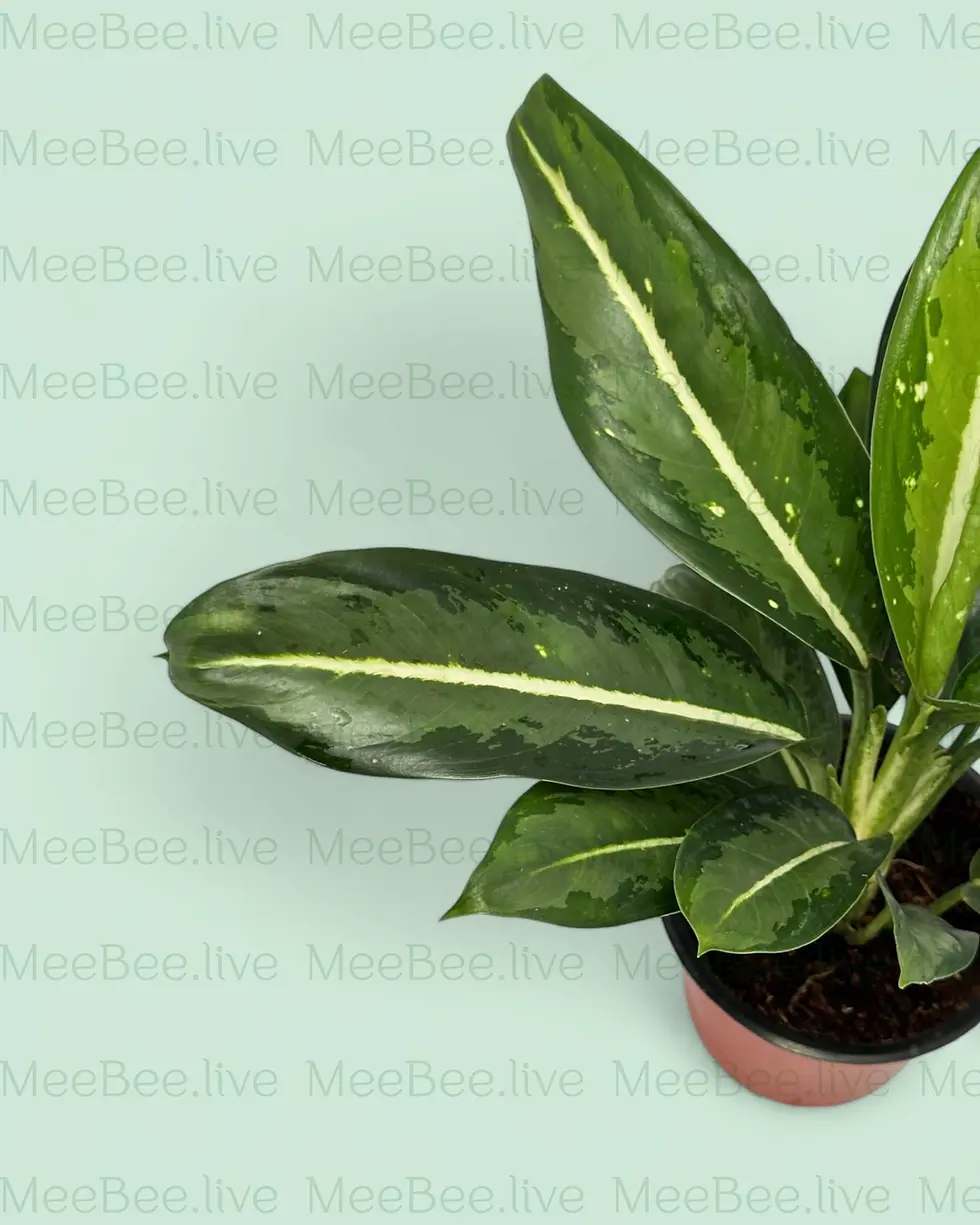 Thumbnail: Aglaonema Milky Way