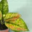 Thumbnail: Aglaonema Heng Heng