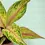 Thumbnail: Aglaonema Butterfly