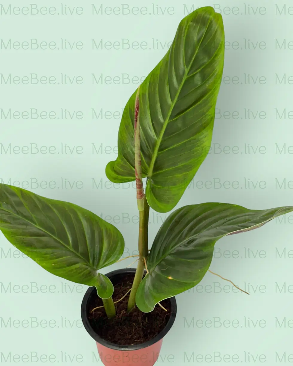 Thumbnail: Philodendron hastatum