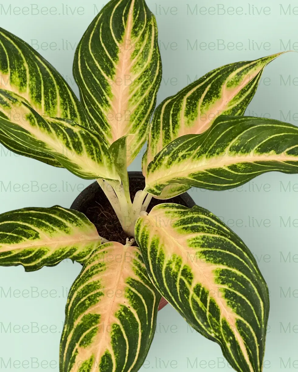 Thumbnail: Aglaonema Vanilla Pink