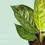 Thumbnail: Aglaonema Green Army