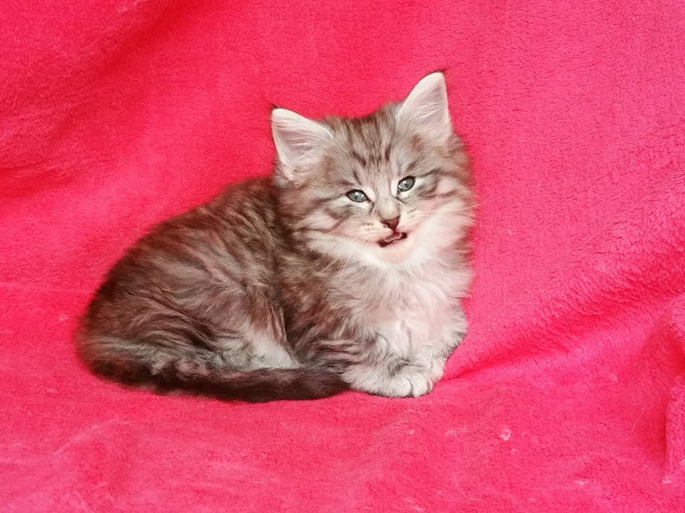 1 mois / 1 month old
