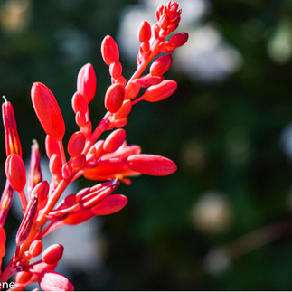 red flower in nature center