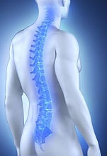 spine_1.jpeg