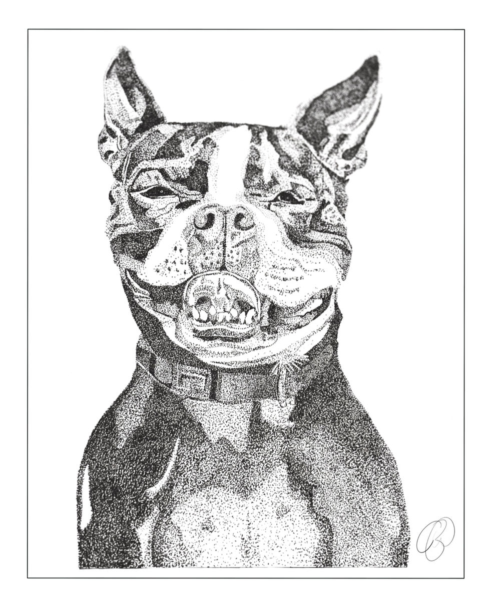 Luna the Boston Terrier Portrait - Fine Liner Pen