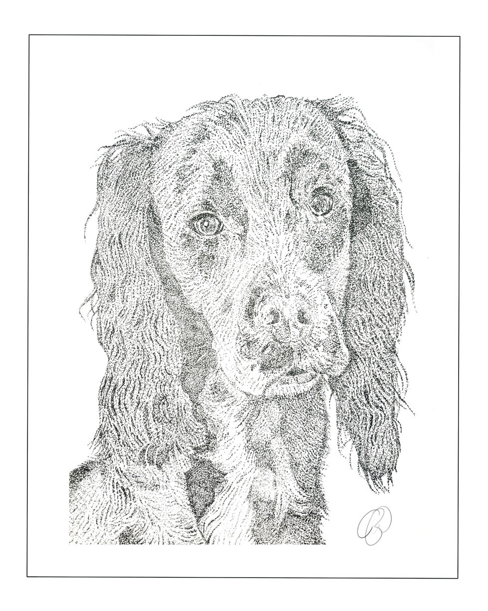 Daisy the Spaniel Portrait- Fine Liner Pen