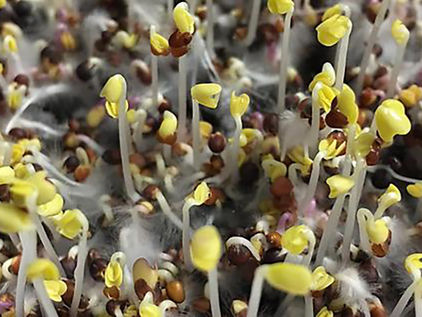 Stop Mold in its Tracks: Top Tips for Mold-Free Microgreens!