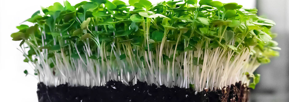 Growing Microgreens brocoli is full of nutrients