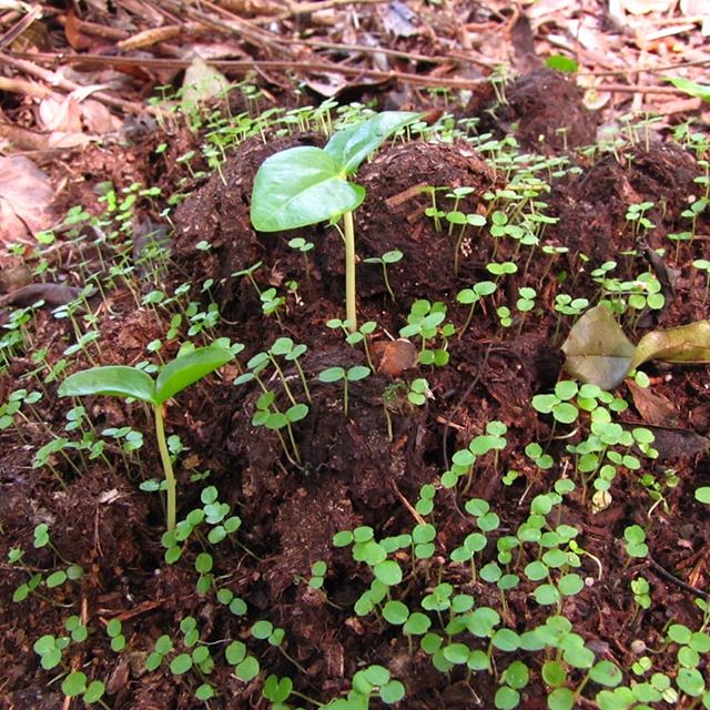 plantando novas árvores.
