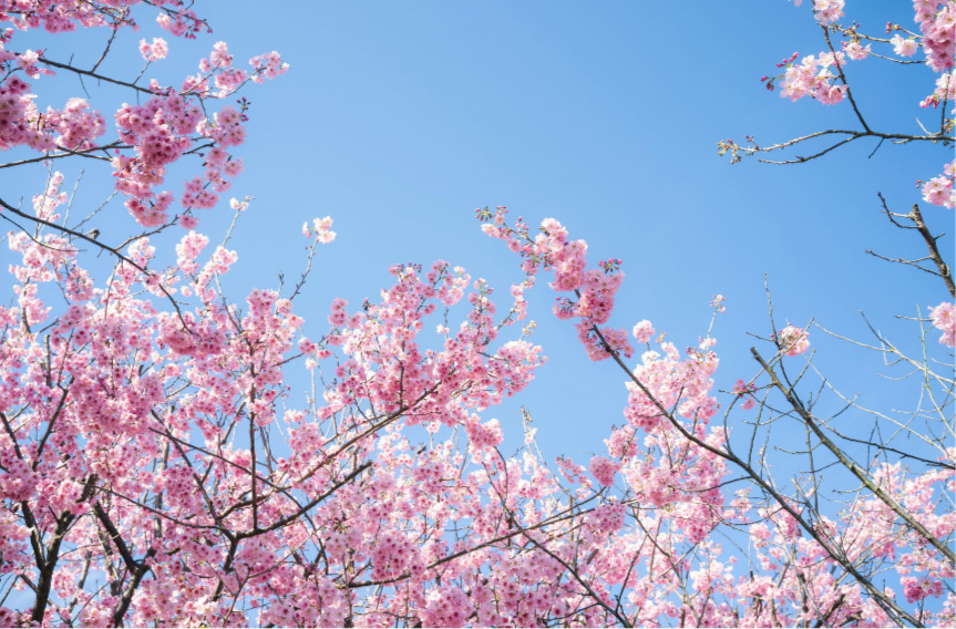Buds of the flowering cherry tree