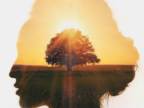 The Intelligence of Trees - and what it tells us about our spiritual development journey