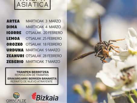 AVISPA ASIATICA. CHARLAS INFORMATIVAS EN LA COMARCA ARRATIA-NERVION