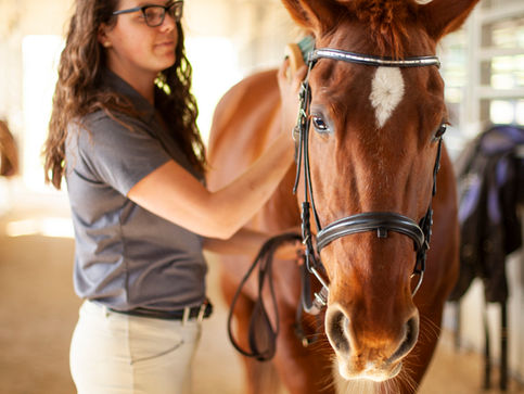 ART329_EquineShoot037.jpg
