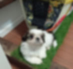 Small white and brown Shih Tzu puppy lying on artificial grass