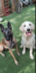Belgian Malinois and Golden Retriever sitting on grass