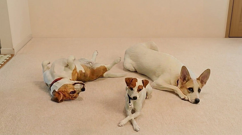 Three small dogs relaxing on a cream-colored carpet