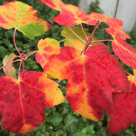 Fall Fireworks