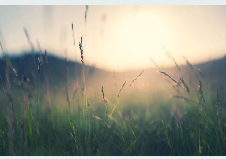 Tall grass in a sunny field for Washtenaw gravesite care.
