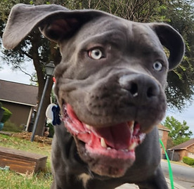 Playful grey puppy with blue eyes on a sidewalk