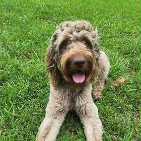 Astro is a Goldendoodle and part of Unleashed Obedience's pack