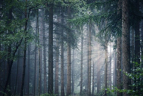 forest-5498483_640.jpg