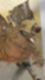 Thumbnail: Video showing the creation of the Kroon van Wonders triptych with thorn scarring and gold leaf application.