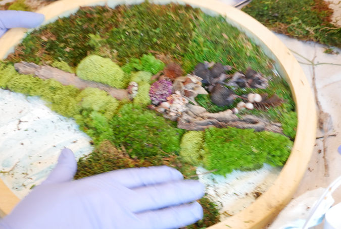 botanical_moss_art_iowa_kathleen_joy_artist