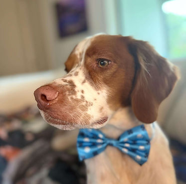 Owner dogs (3).jpeg