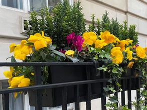 Flowers Blooming In Spring - London Gardens I Visited