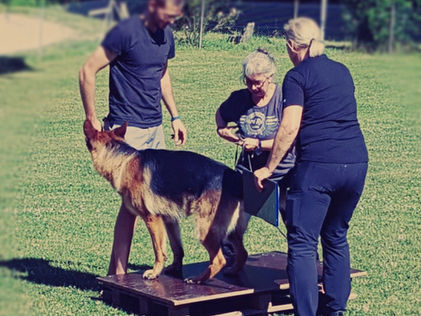 Wesensbeurteilung Nox vom Winnloh