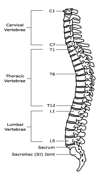 How To Draw A Human Spine