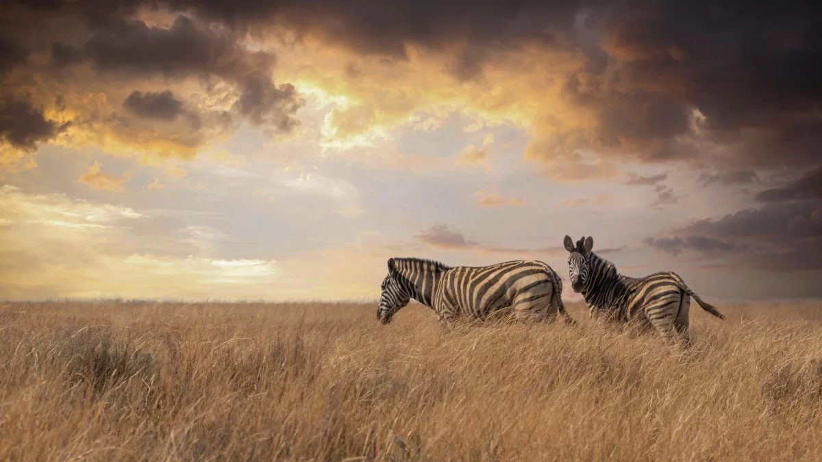 Wildlife and natural landscape at sunset in South Africa