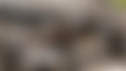 吉林黑木耳：「小木耳撐起大產業」成鄉村振興新引擎