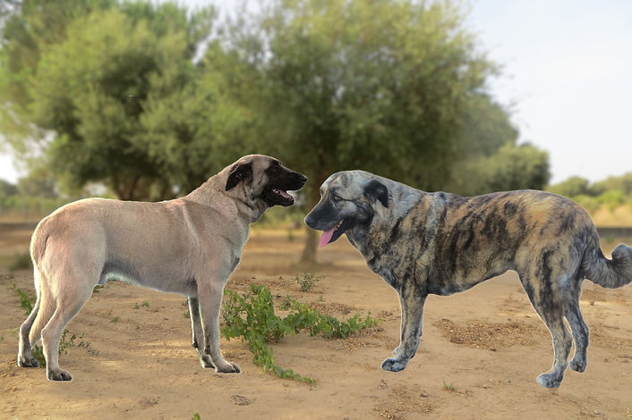 Anúnciio ninhada Max x Bark.jpg