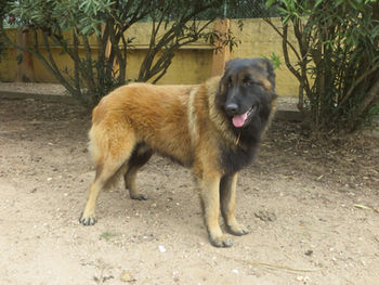 Cão da Serra da Estrela de pêlo comprido. Long-hair Estrela Mountain Dog. Chien de la Serra da Estrela à poil long.
