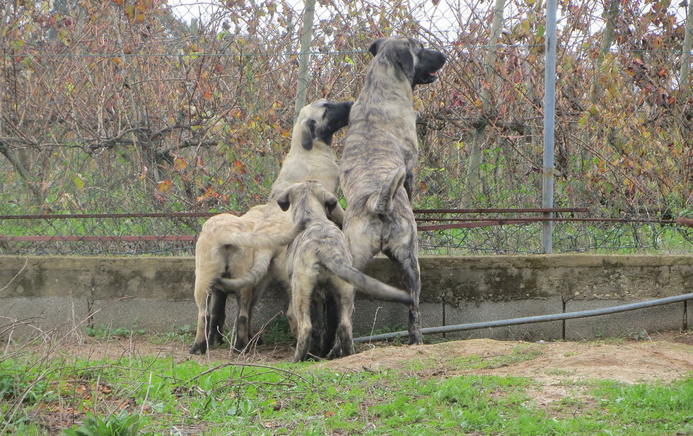 Ponta da Pinta - Cão da Serra da Estrela de pêlo curto