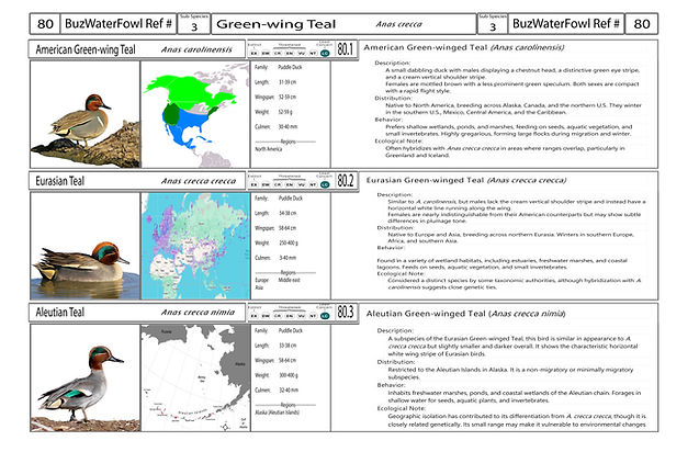 4. Card-Template - Front-Version4.jpg