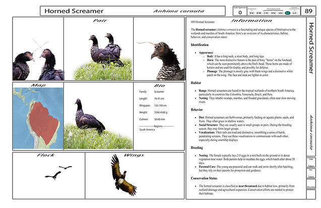 4. Card-Template - Front-Version4.jpg