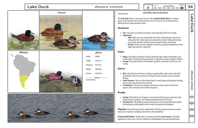 4. Card-Template - Front-Version4.jpg