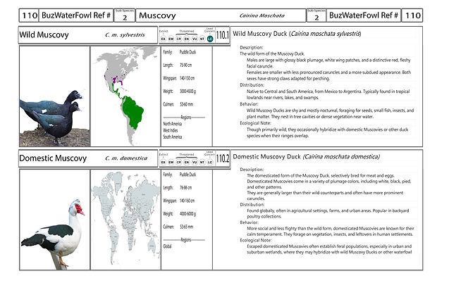 4. Card-Template - Front-Version4.jpg