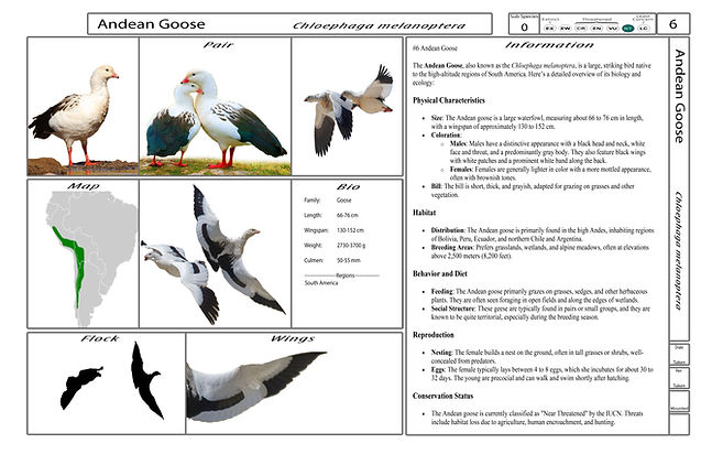 4. Card-Template - Front-Version4.jpg