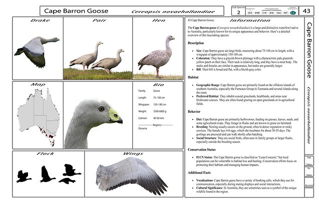 4. Card-Template - Front-Version4.jpg