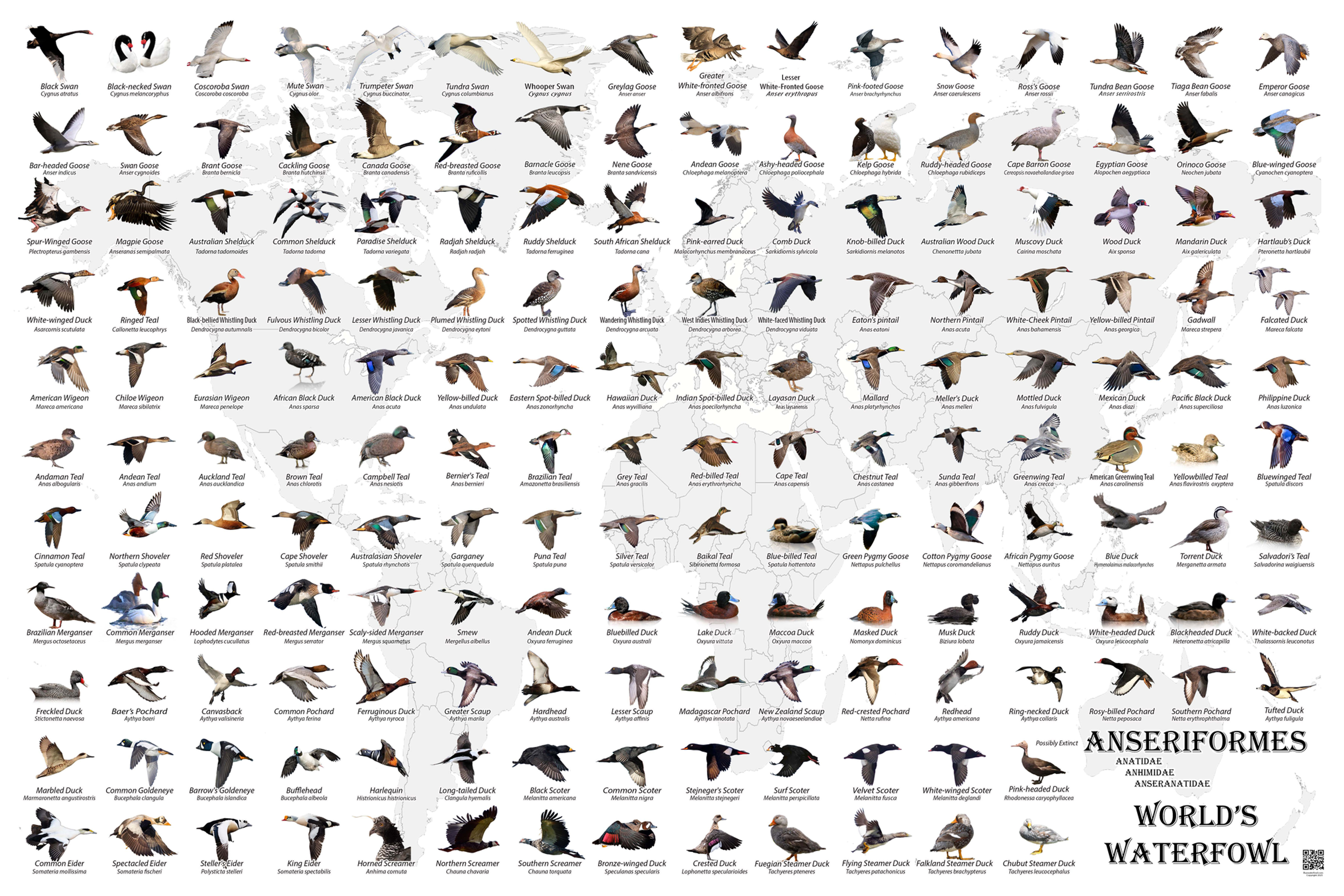 Anseriformes of the World