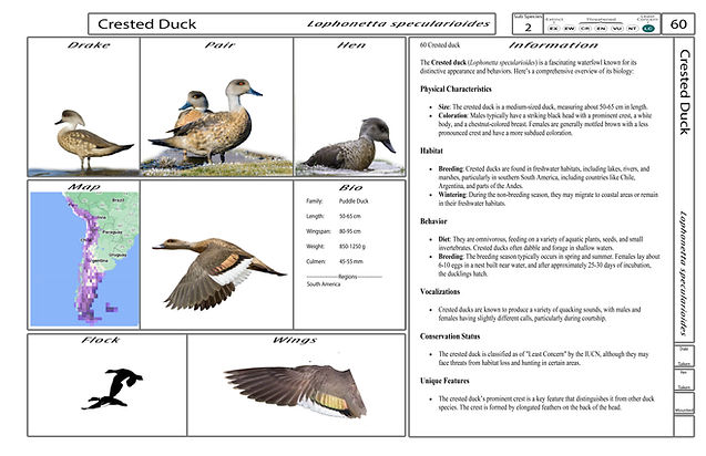 4. Card-Template - Front-Version4.jpg