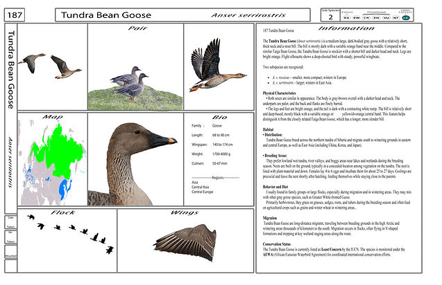 4. Card-Template - Front-Version4.jpg