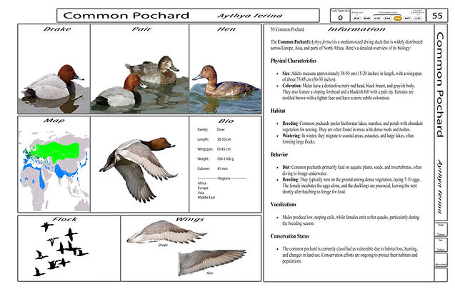 4. Card-Template - Front-Version4.jpg