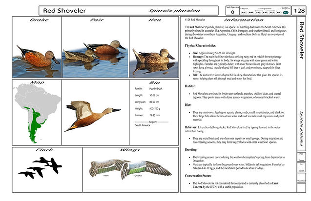 4. Card-Template - Front-Version4.jpg