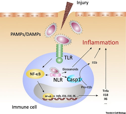Proinflammatory signalling