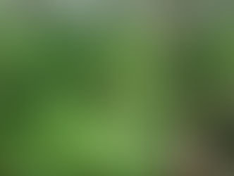 Наркосодержащие растения ищут с помощью вертолетов и космического зондирования